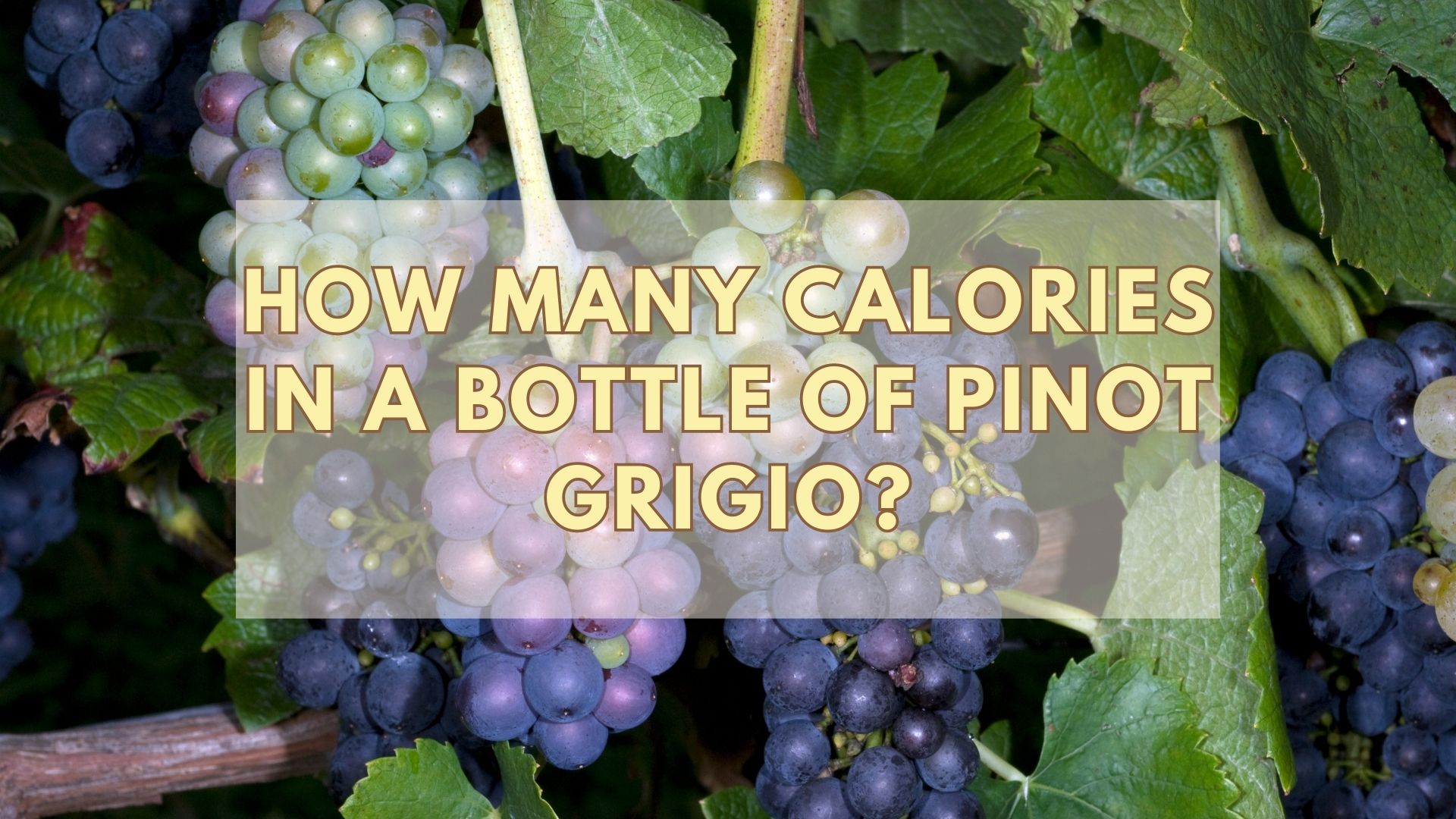 How Many Calories In A Bottle Of Pinot Grigio